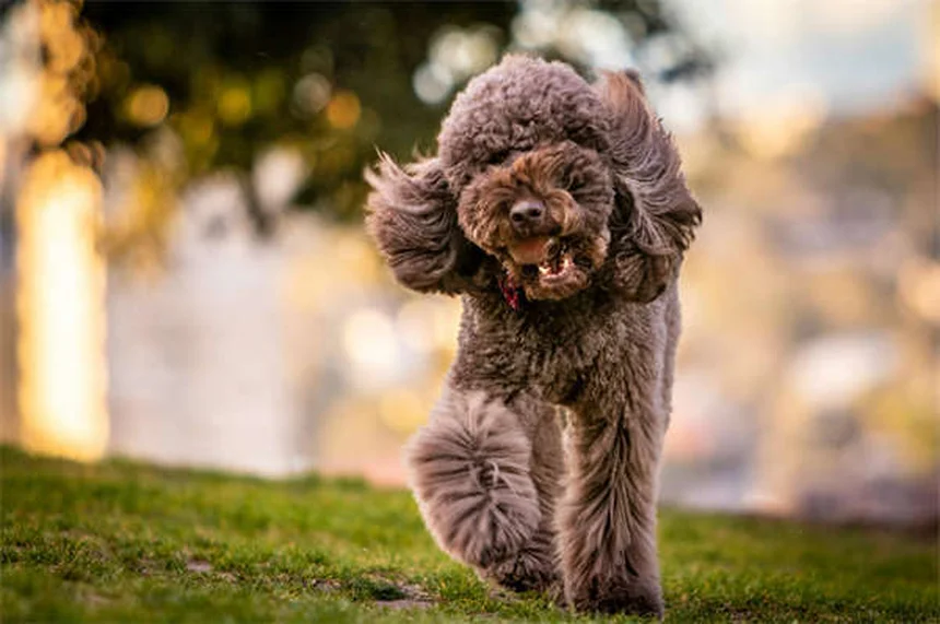 7 Easy Ways to Clean Dog Paws After Walks (Vet-Approved)