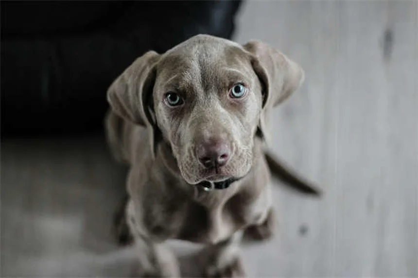 Comfortis® for Dogs & Cats: Fast-Acting Flea Treatment Guide