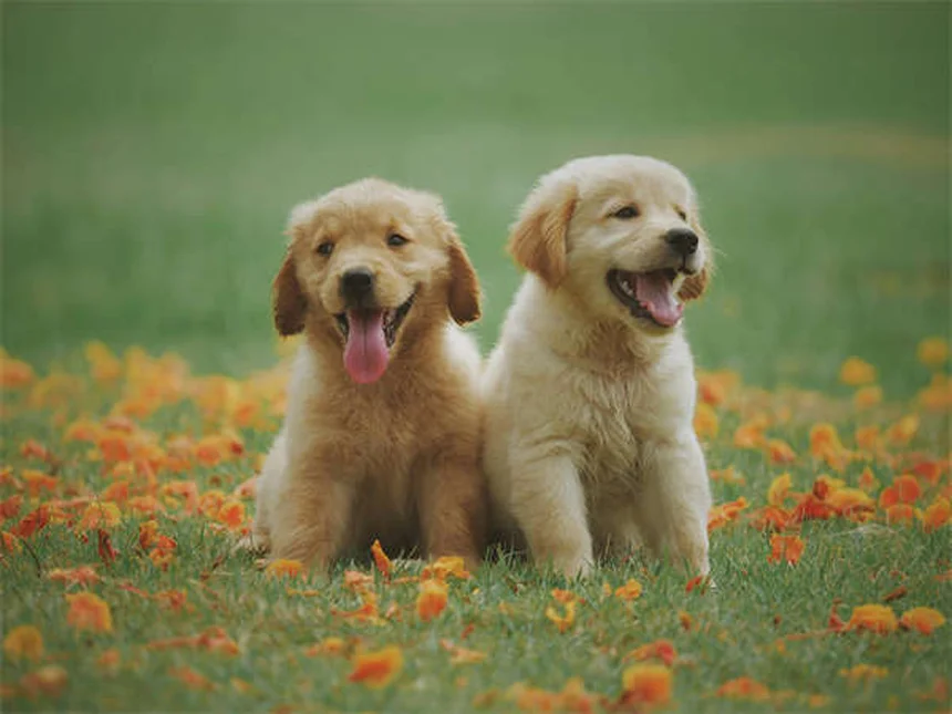 Comfortis® for Dogs & Cats: Fast-Acting Flea Treatment Guide