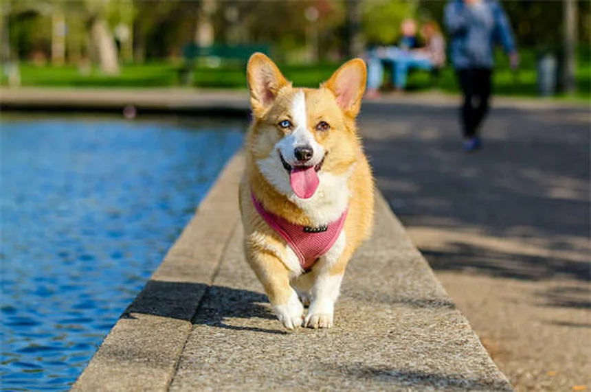 Comfortis® for Dogs & Cats: Fast-Acting Flea Treatment Guide