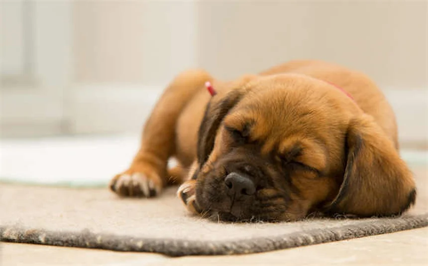 Comfortis® for Dogs & Cats: Fast-Acting Flea Treatment Guide