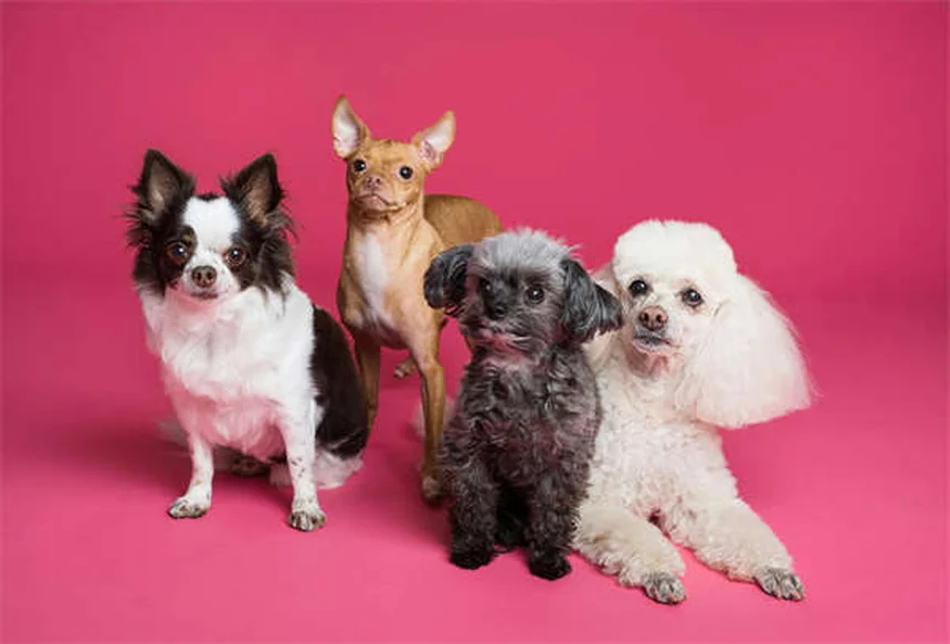 Why Is My Dog Drooling So Much? 5 Common Causes & When to Worry
