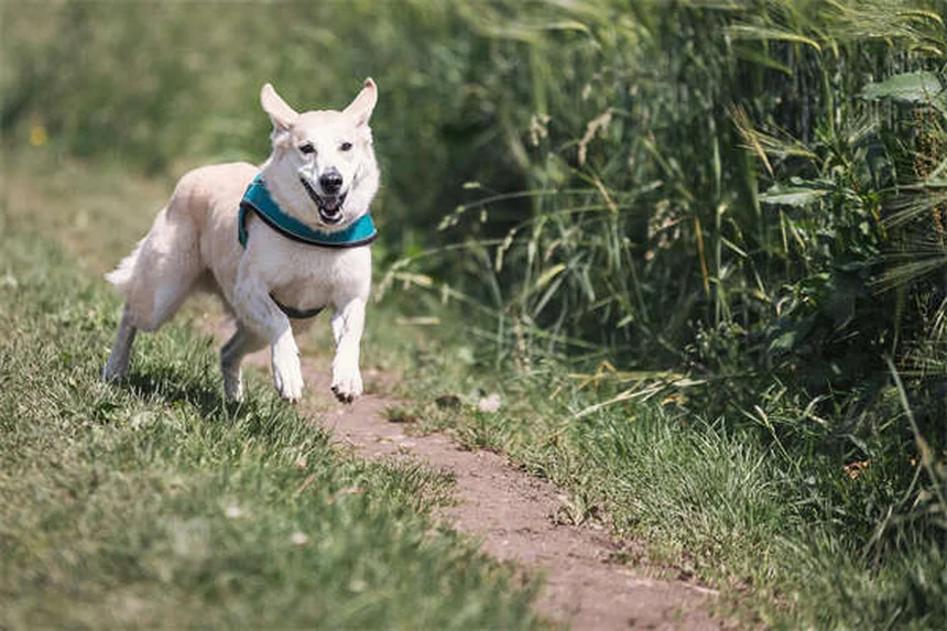 Why Is My Dog Drooling So Much? 5 Common Causes & When to Worry