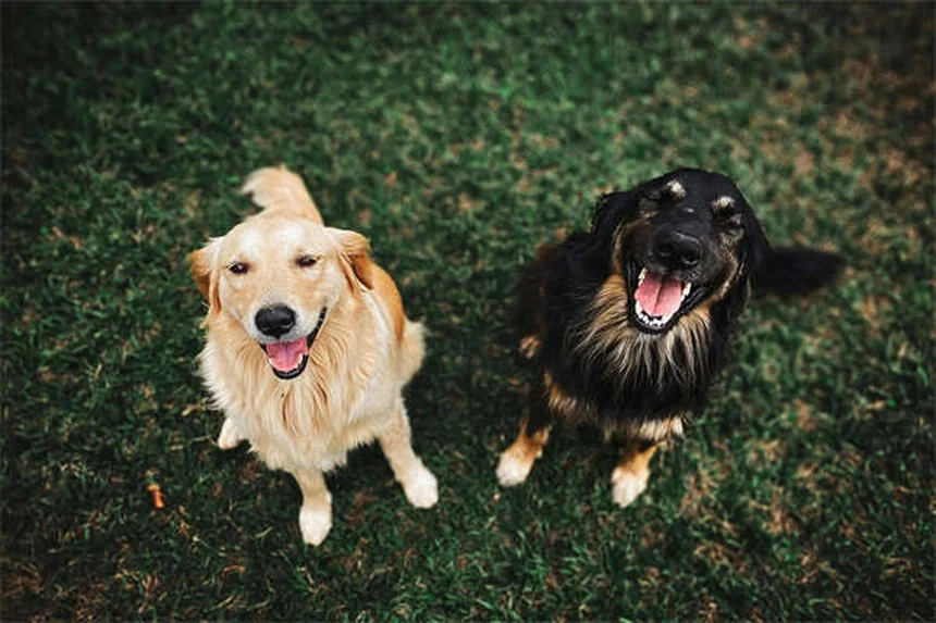 Best No-Pull Dog Harness: Stop Leash Pulling Fast (2024 Guide)
