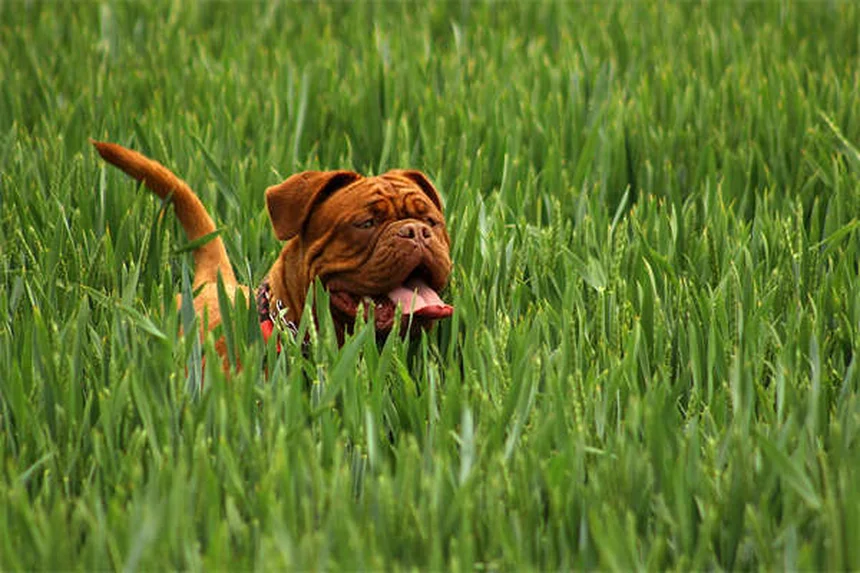 Best No-Pull Dog Harness: Stop Leash Pulling Fast (2024 Guide)
