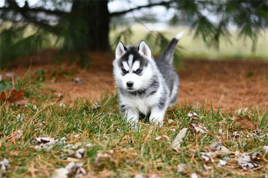 Best No-Pull Dog Harness: Stop Leash Pulling Fast (2024 Guide)