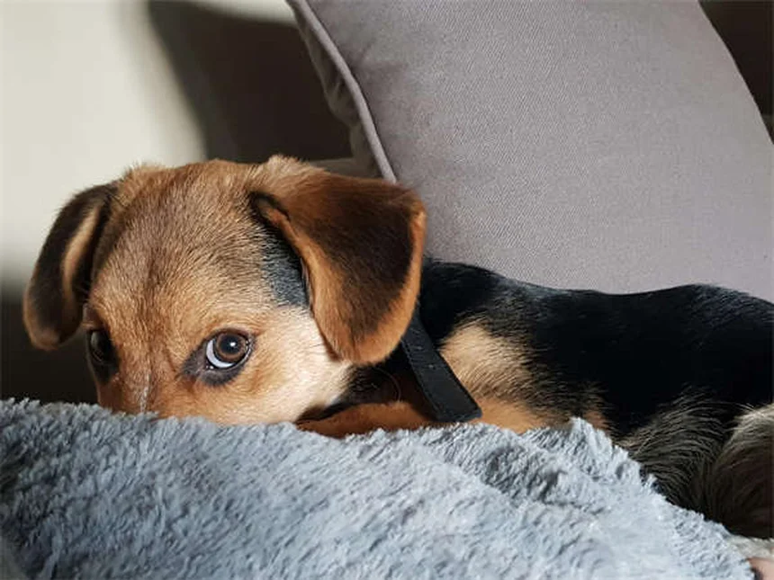 Rabbit UTI Symptoms & Treatment: What Every Bunny Owner Must Know