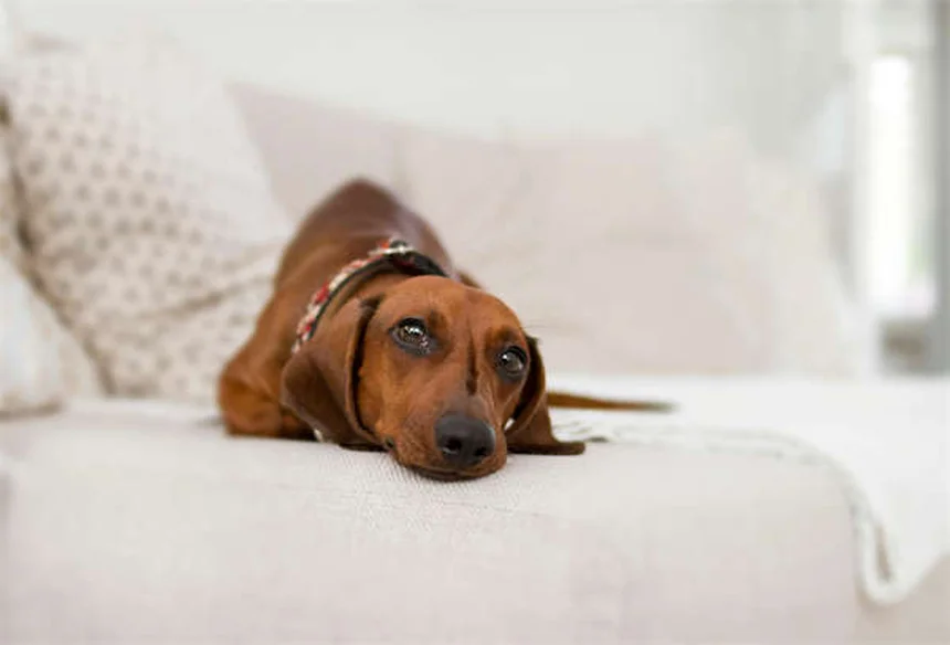 Mucus in Dog Poop: What It Means & When to Worry
