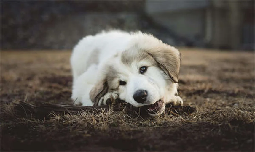 Puppy Training 101: 5 Essential Steps for a Well-Behaved Dog