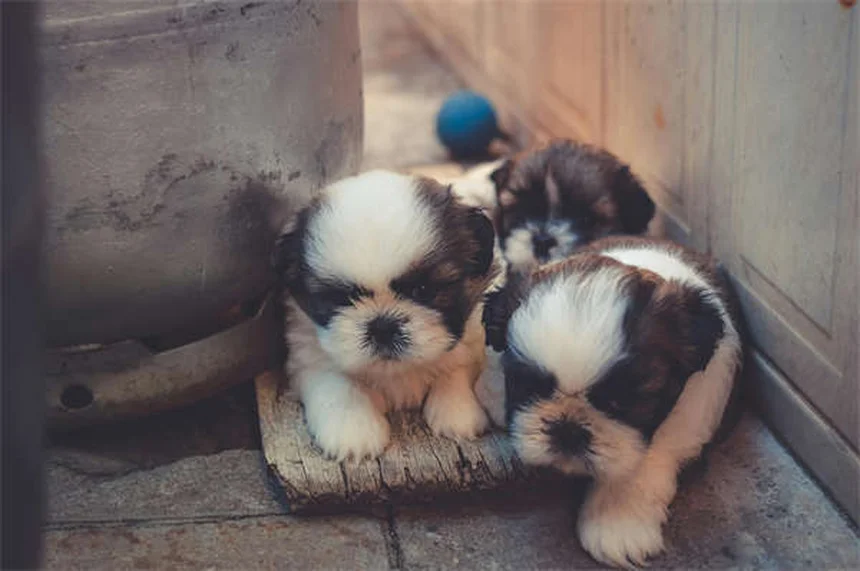Puppy Training 101: 5 Essential Steps for a Well-Behaved Dog