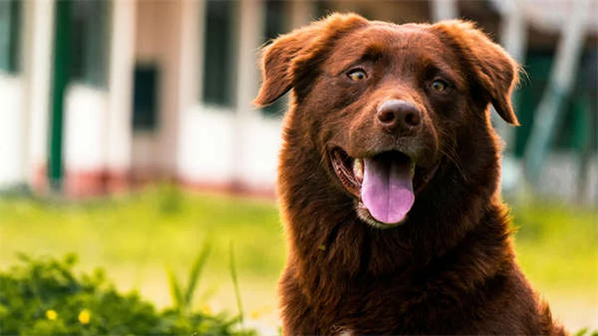 Puppy Training 101: 5 Essential Steps for a Well-Behaved Dog