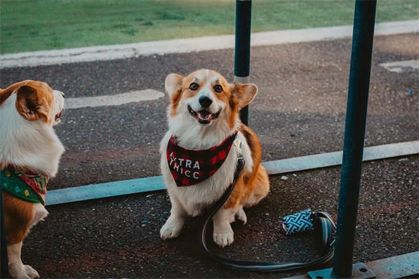 Puppy Training 101: 5 Essential Steps for a Well-Behaved Dog