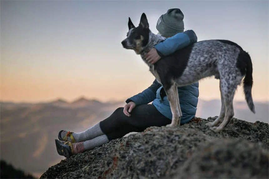 Dog Body Language: 5 Signs You're Misreading Your Pup