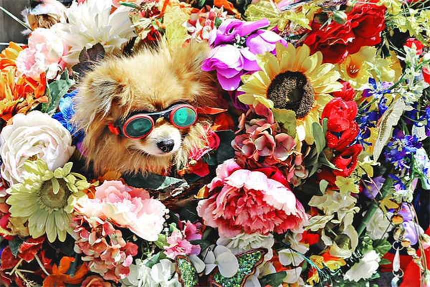 Dog Body Language: 5 Signs You're Misreading Your Pup