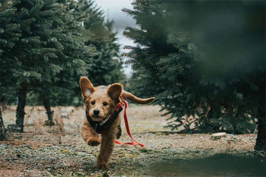 Dog Body Language: 5 Signs You're Misreading Your Pup