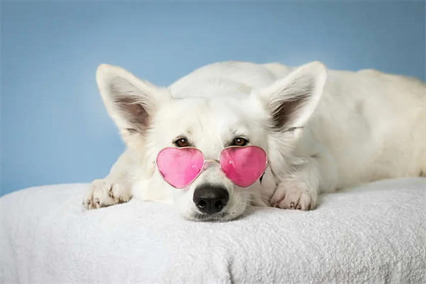 Dog Body Language: 5 Signs You're Misreading Your Pup