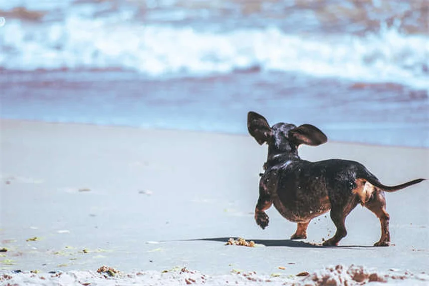 Dog Obesity: 7 Warning Signs Your Pup is Overweight