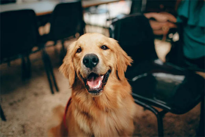 7 Easy Ways to Clean Dog Paws After Walks (Vet-Approved)