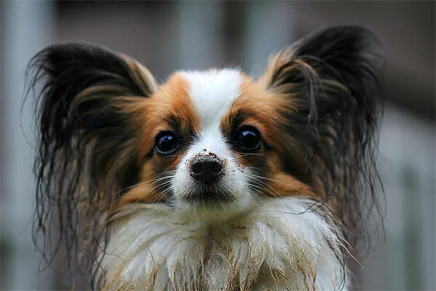 How to Stop Your Dog From Begging: 7 Proven Training Tips