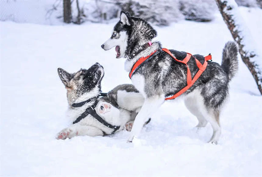 5 Amazing Benefits of Dog Massage You Need to Know