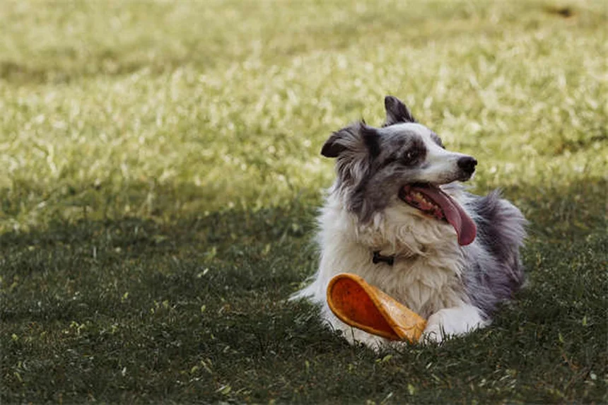 5 Amazing Benefits of Dog Massage You Need to Know