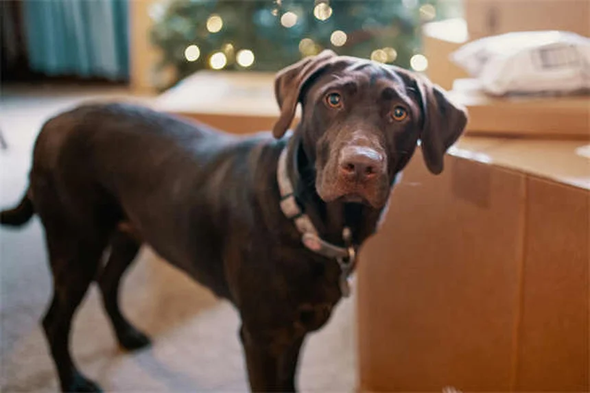6 Proven Ways to Make Your Senior Dog Feel Young Again