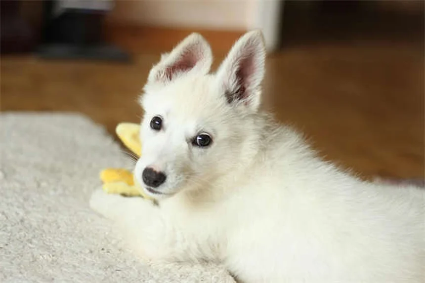 6 Proven Ways to Make Your Senior Dog Feel Young Again