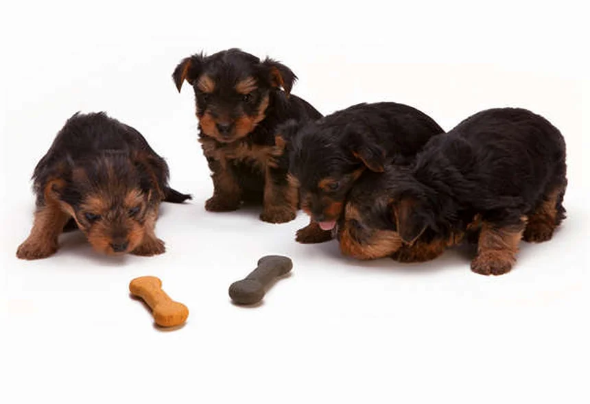 6 Proven Ways to Make Your Senior Dog Feel Young Again
