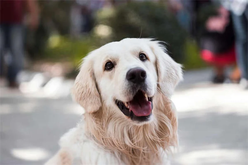 5 Proven Ways to Get Rid of Fleas on Cats Fast