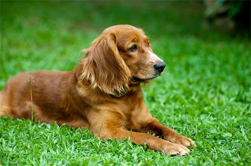 5 Proven Ways to Get Rid of Fleas on Cats Fast