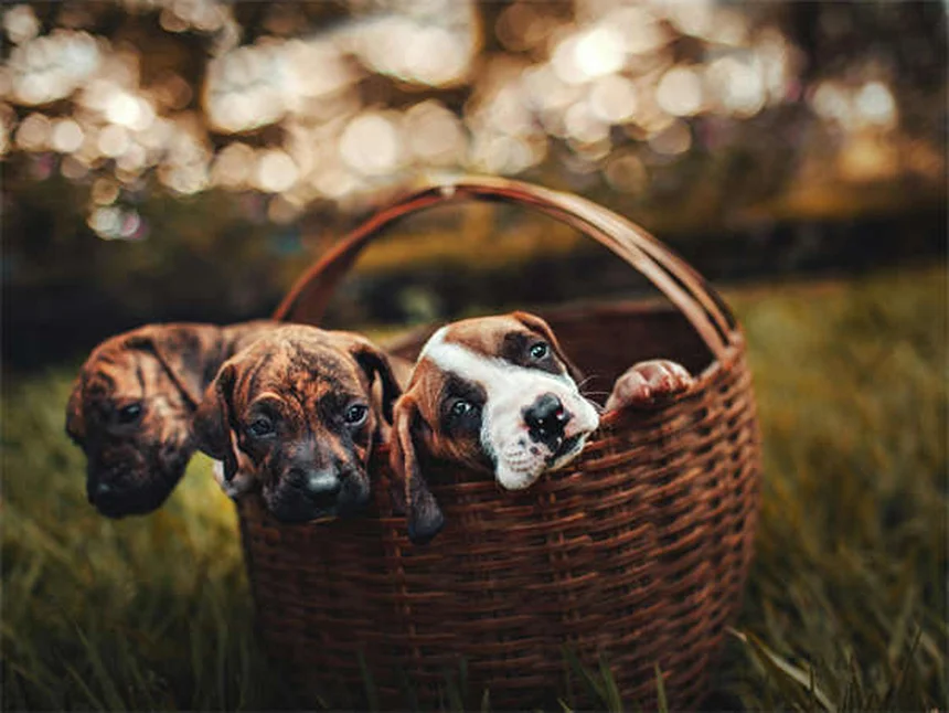 5 Proven Ways to Get Rid of Fleas on Cats Fast
