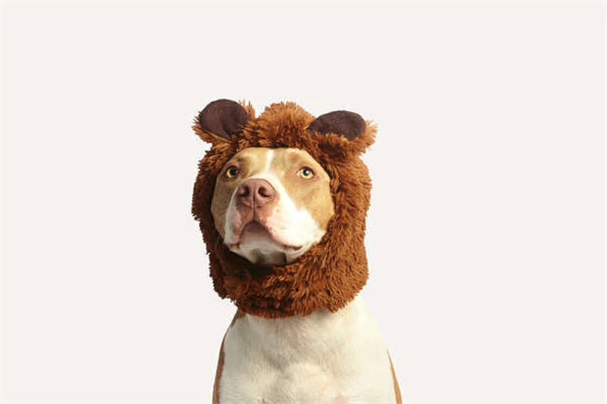 Best Dog Food: How to Choose What's Right for Your Pup