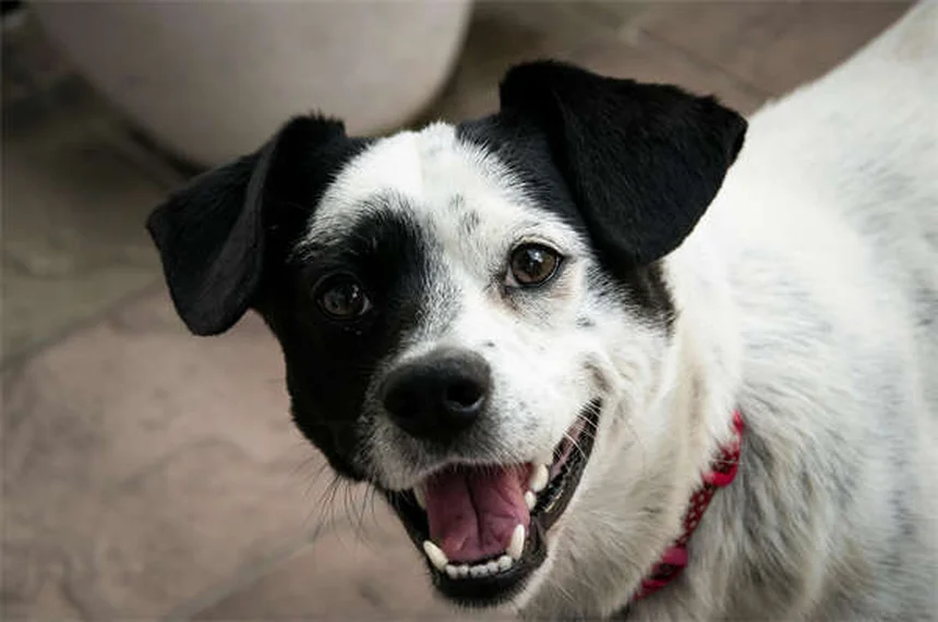 Best Dog Food: How to Choose What's Right for Your Pup