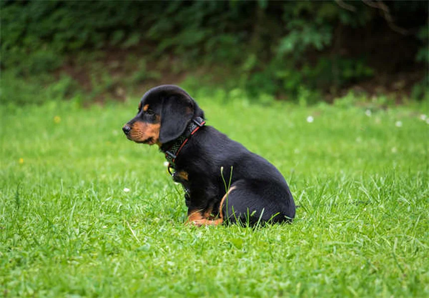 Best Dog Food: How to Choose What's Right for Your Pup