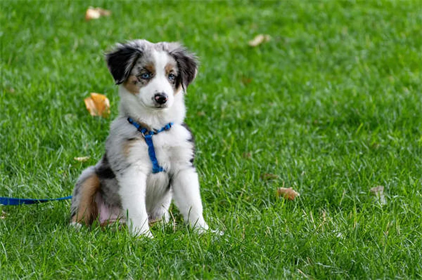 Best Dog Food: How to Choose What's Right for Your Pup
