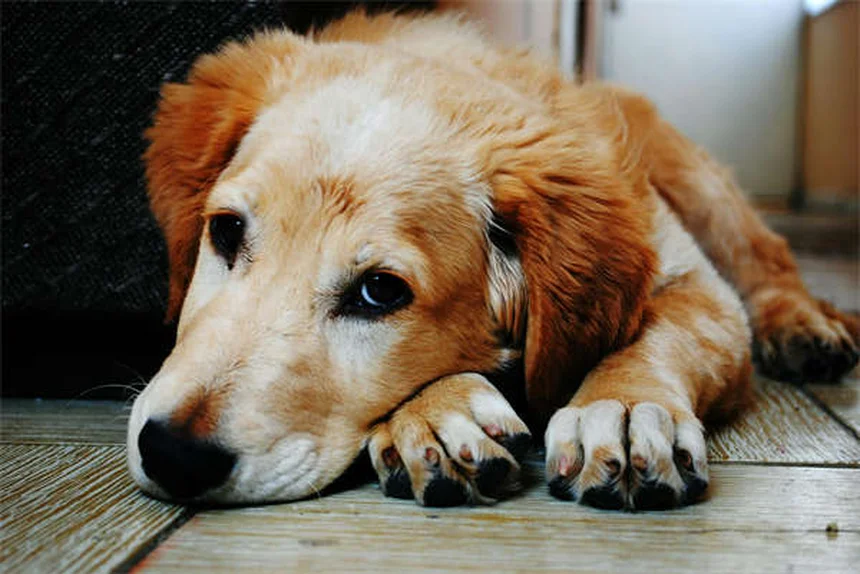 How to Give Your Dog or Cat Insulin Shots Like a Pro