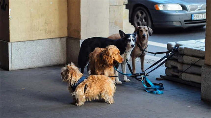 How to Give Your Dog or Cat Insulin Shots Like a Pro