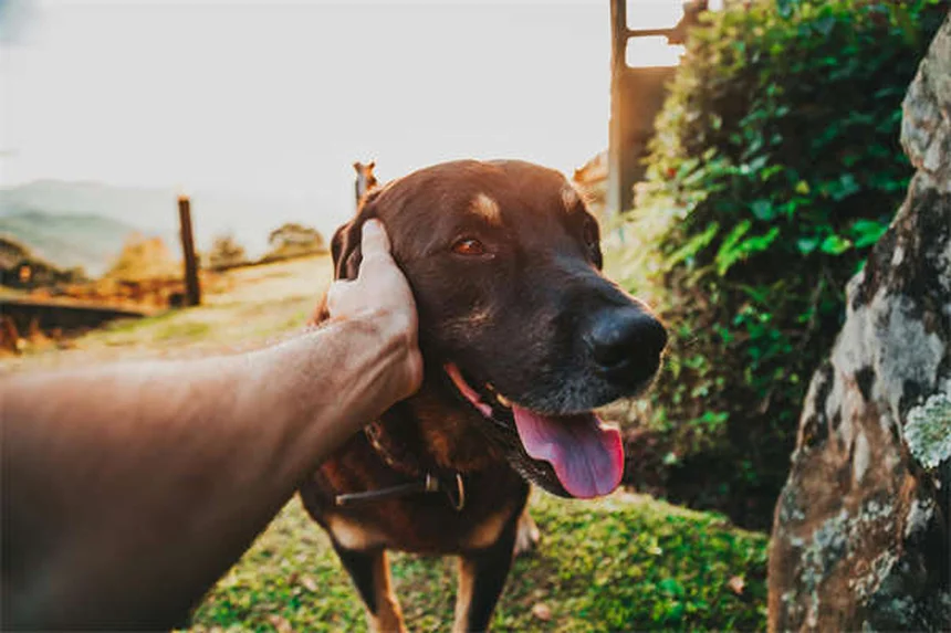 How to Give Your Dog or Cat Insulin Shots Like a Pro