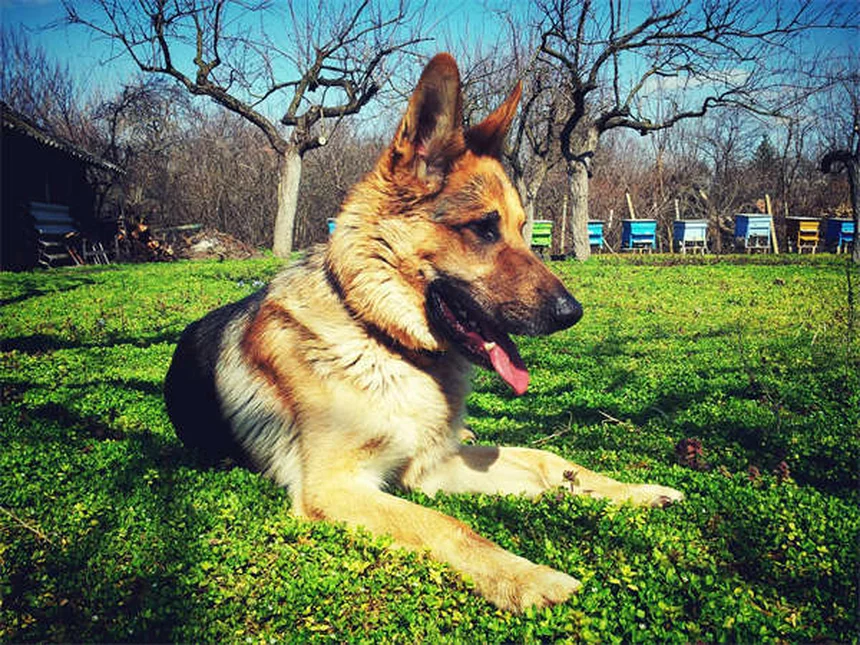 How to Give Your Dog or Cat Insulin Shots Like a Pro