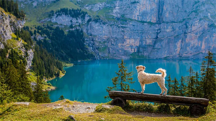 12 Reasons Why Your Dog Is Peeing in the House (And How to Stop It)