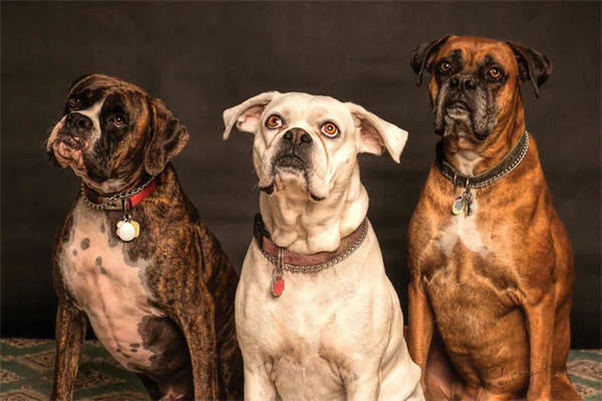 12 Reasons Why Your Dog Is Peeing in the House (And How to Stop It)