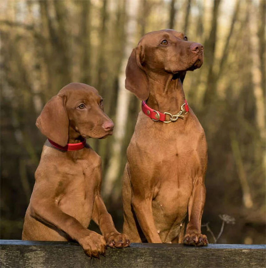 12 Reasons Why Your Dog Is Peeing in the House (And How to Stop It)