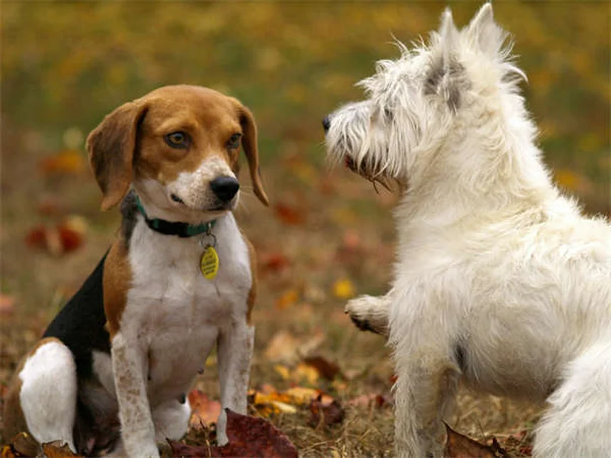 Guinea Pig Sounds Explained: What Your Pet's Noises Really Mean