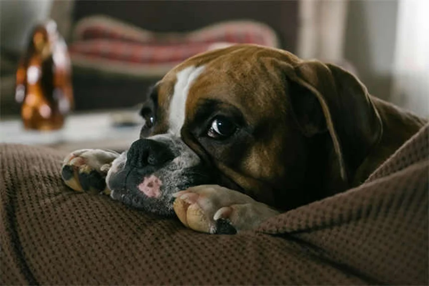 Guinea Pig Sounds Explained: What Your Pet's Noises Really Mean