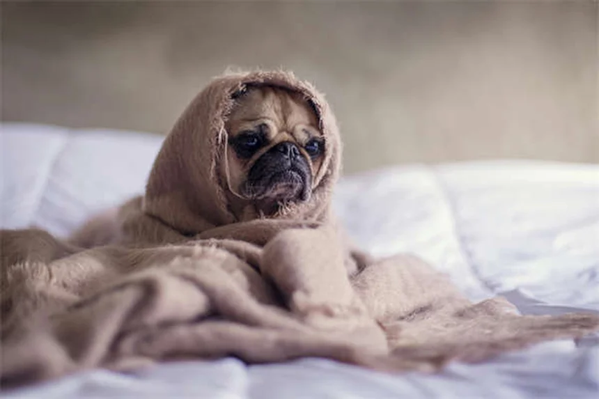 5 Vet-Approved Ways to Calm an Anxious Cat Naturally