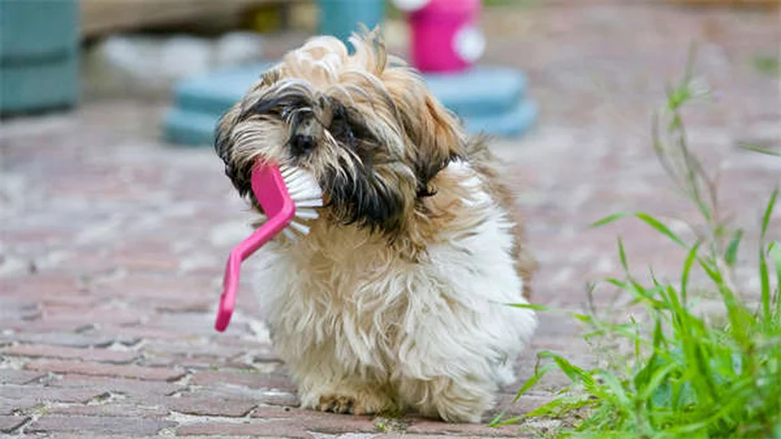 Guinea Pig Calcium Deficiency: Signs, Treatment & Prevention