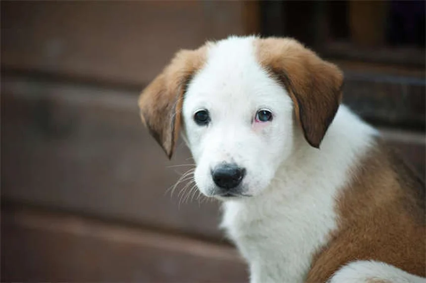 Ferrets Bacterial Infections: Symptoms & Treatment Guide