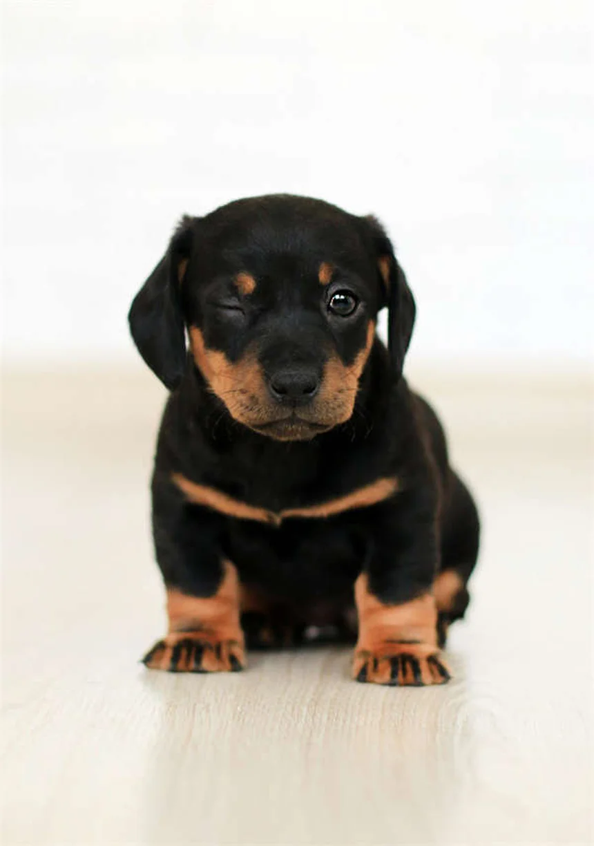 Dog Constipation: 5 Vet-Approved Solutions to Help Your Pup Poop