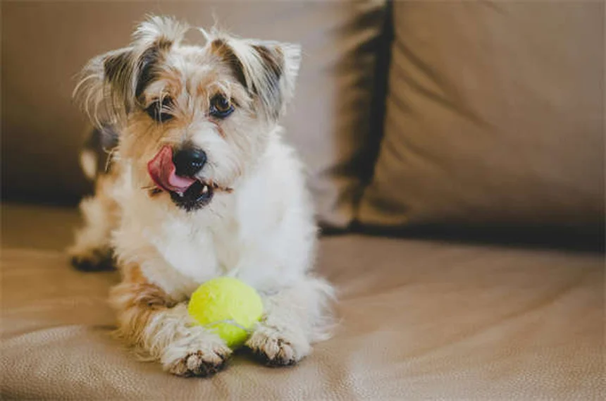 Dog Constipation: 5 Vet-Approved Solutions to Help Your Pup Poop