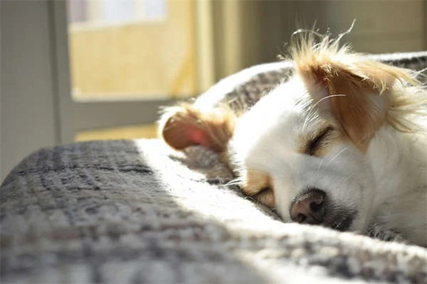 Is Your Dog's Bed Causing Allergies? 5 Signs to Watch For